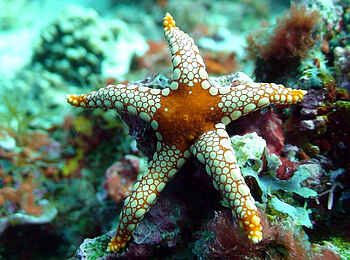 The Manta Resort: Seestern The Manta Resort: Seestern