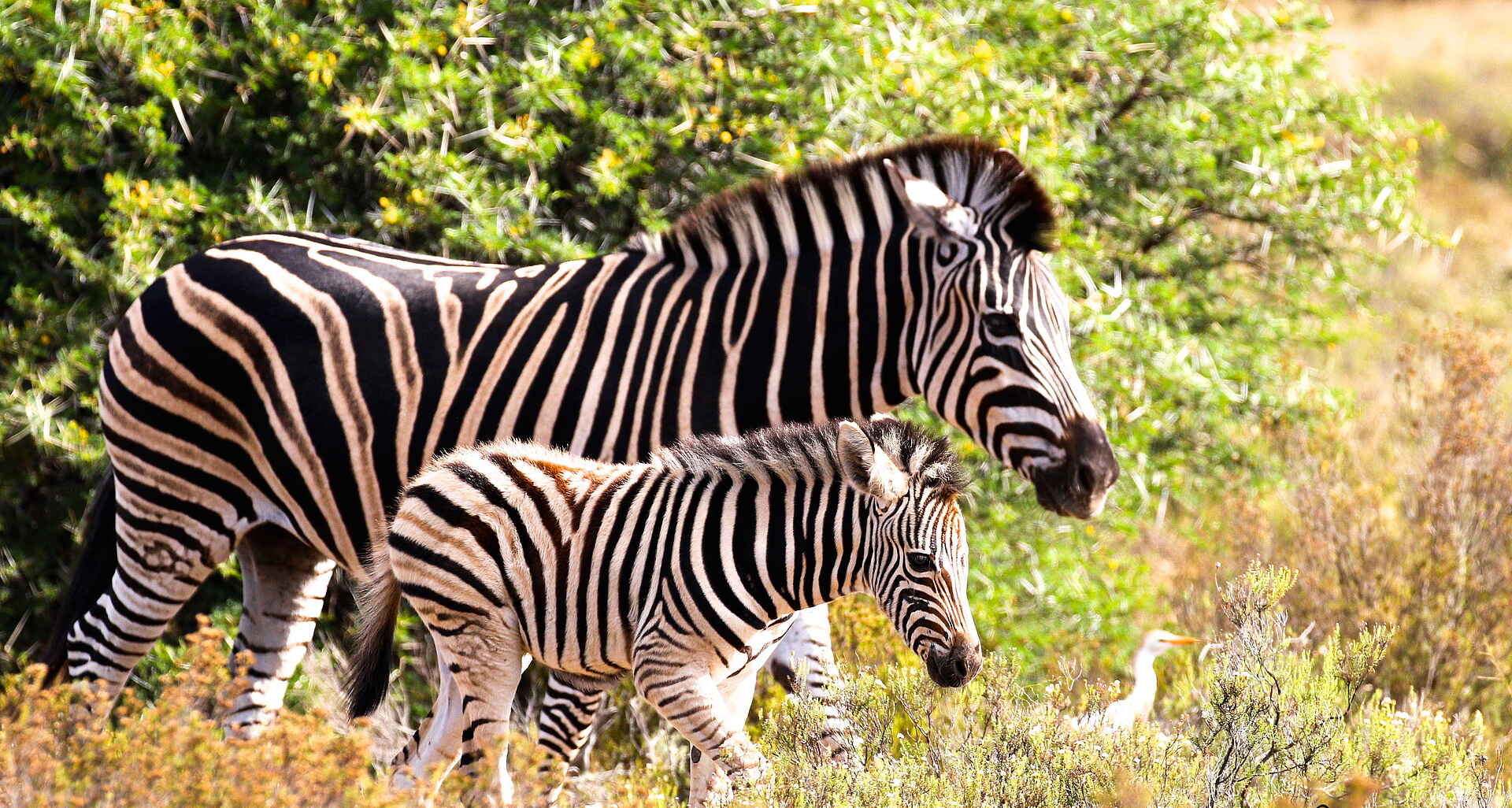 Founders Lodge by Mantis: Zebras