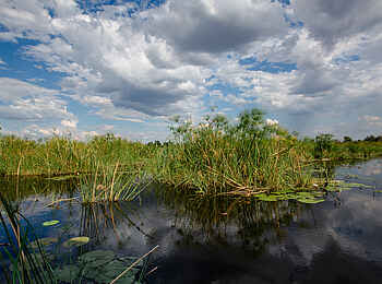 Jackalberry Tented Camp: Wasserpflanzen