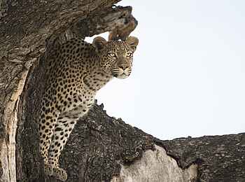 Leopard Plains: Spähender Leopard Leopard Plains: Spähender Leopard