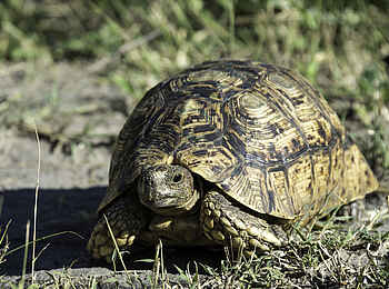 Linyanti Tented Camp: Leopardenschildkröte Linyanti Tented Camp: Leopardenschildkröte