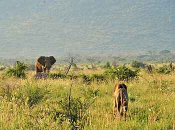 Motswiri Private Safari Lodge: Ein Löwe nähert sich einem Elefanten Motswiri Private Safari Lodge: Ein Löwe nähert sich einem Elefanten