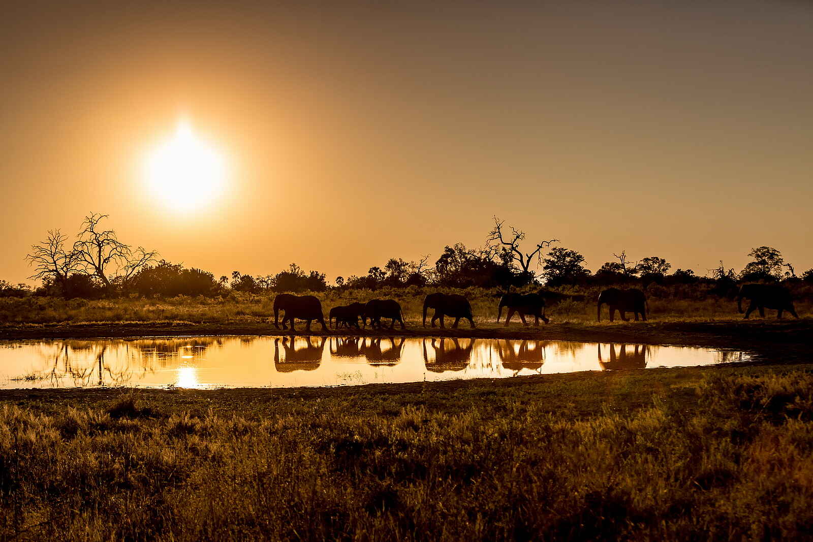 Qorokwe Camp: Elefanten an einer Lagune Qorokwe Camp: Elefanten an einer Lagune