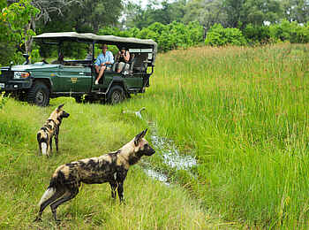 Selinda Camp: Wilde Tiere entdecken