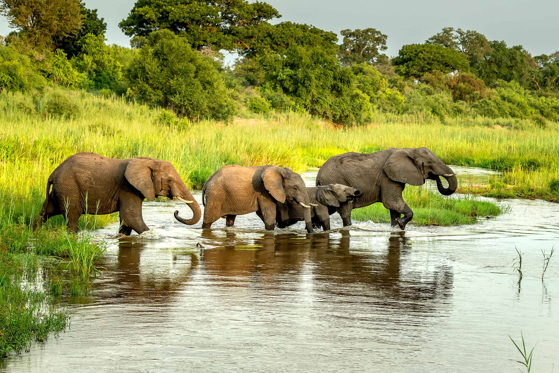 Singita Ebony Lodge: Durstige Elephanten