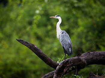 Time + Tide Chinzombo: Goliath Reiher