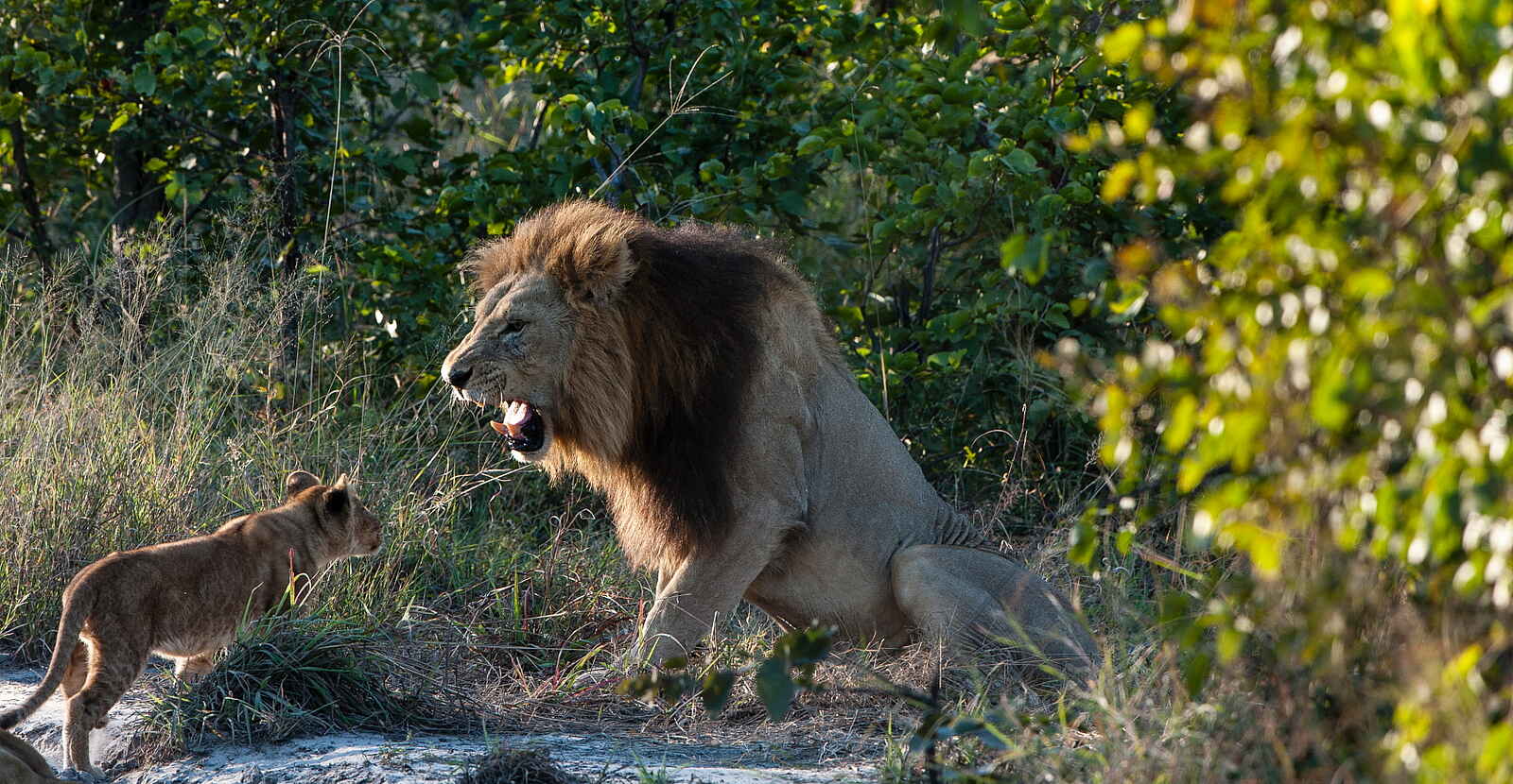 Tuludi Camp: Aufässiger Junglöwe Tuludi Camp: Aufässiger Junglöwe