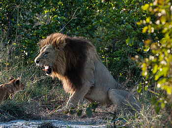 Tuludi Camp: Aufässiger Junglöwe Tuludi Camp: Aufässiger Junglöwe
