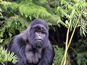Volcanoes Virunga Lodge: Alarmierter Silverback Volcanoes Virunga Lodge: Alarmierter Silverback