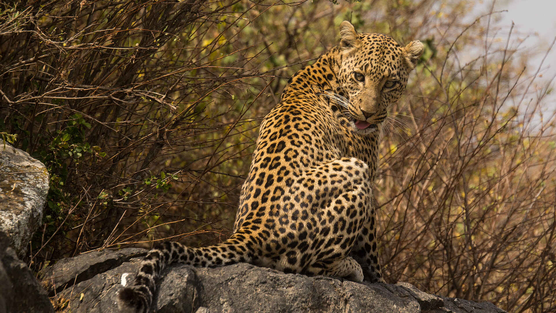 Warangi Ridge Lodge: Leopard