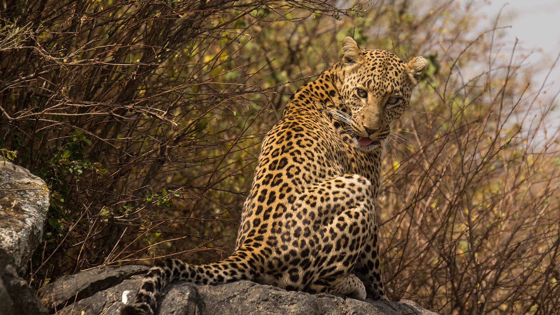 Warangi Ridge Lodge: Leopard Warangi Ridge Lodge: Leopard