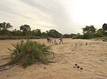 &Beyond Ngala Tented Camp: Geführte Buschwanderungen