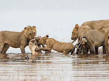 Changa Safari Camp: Löwen im Wasser Changa Safari Camp: Löwen im Wasser