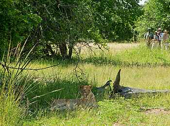Chichele Presidential Lodge: Walking Safari in Löwennähe Chichele Presidential Lodge: Walking Safari in Löwennähe