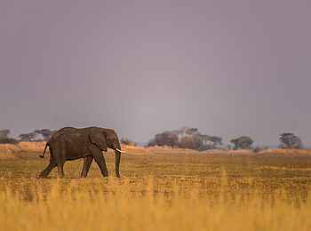 Chisa Busanga Camp: Elefant Chisa Busanga Camp: Elefant