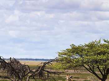 Etosha: Giraffe unter Affenbrotbaum