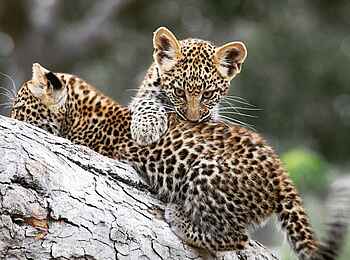 Forest Chem Chem: Zwei verspielte Leoparden Babys Forest Chem Chem: Zwei verspielte Leoparden Babys