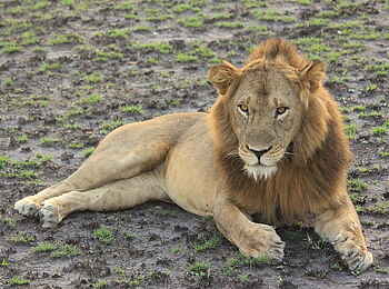 Kasenyi Safari Camp: Männlicher Löwe