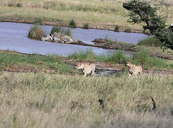 Lemala Ewanjan: Geparden