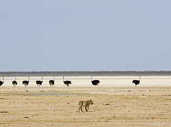 Little Ongava: Löwe auf Straußenjagd Little Ongava: Löwe auf Straußenjagd