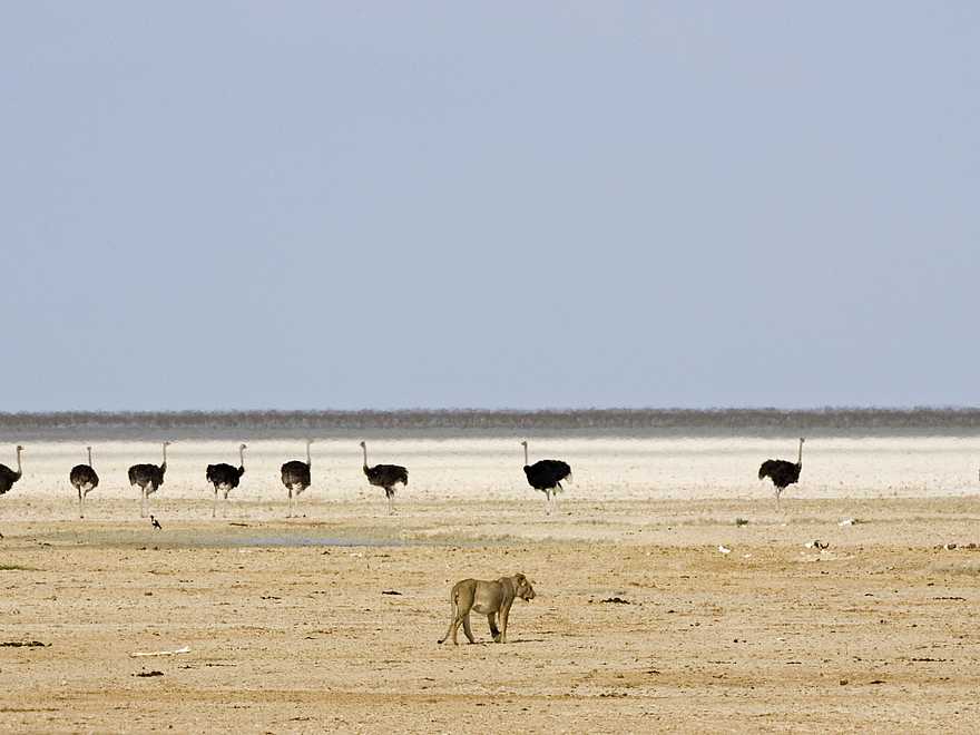 Little Ongava: Löwe auf Straußenjagd Little Ongava: Löwe auf Straußenjagd