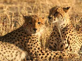 Machaba Camp: Geparden Machaba Camp: Geparden