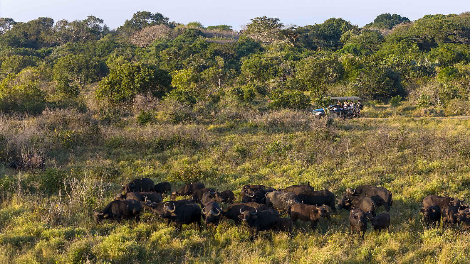 Makakatana Bay Lodge: Auf Pirschfahrt Makakatana Bay Lodge: Auf Pirschfahrt