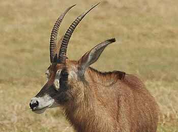 Mukambi Fig Tree Bush Camp: Eine Pferdeantilope