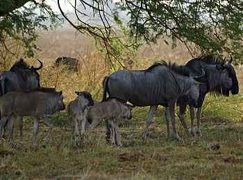 Mukambi Safari Lodge: Gnus mit Jungtieren Mukambi Safari Lodge: Gnus mit Jungtieren