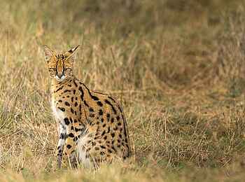 Namiri Plains Camp: seltener Serval Namiri Plains Camp: seltener Serval