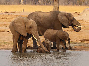 Nehimba Lodge: Elefanten am Wasserloch Nehimba Lodge: Elefanten am Wasserloch