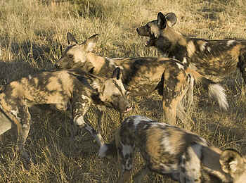 Okonjima Plains Camp: Wildhundrudel Okonjima Plains Camp: Wildhundrudel