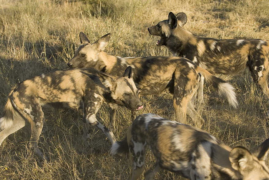 Okonjima Plains Camp: Wildhundrudel Okonjima Plains Camp: Wildhundrudel