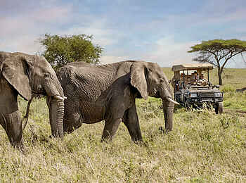 One Nature Mara River Lodge: Begegnung mit Elefanten bei einer Pirschfahrt