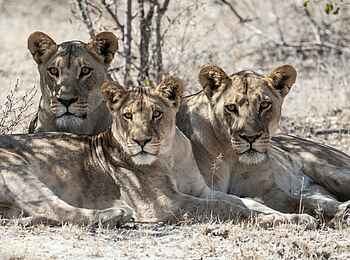 Planet Baobab: Löwinnen im Schatten Planet Baobab: Löwinnen im Schatten