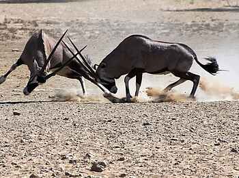 Rooiputs Lodge: Kämpfende Oryxantilopen