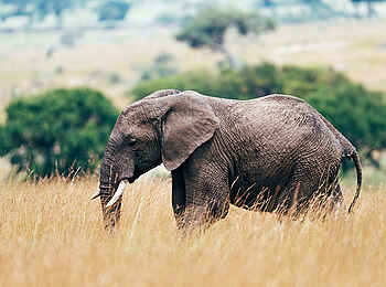 Sayari Camp: Elefant