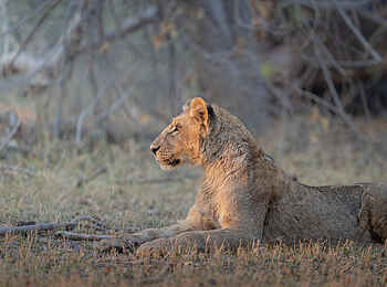 Sediba Sa Rona Lodge: Löwin