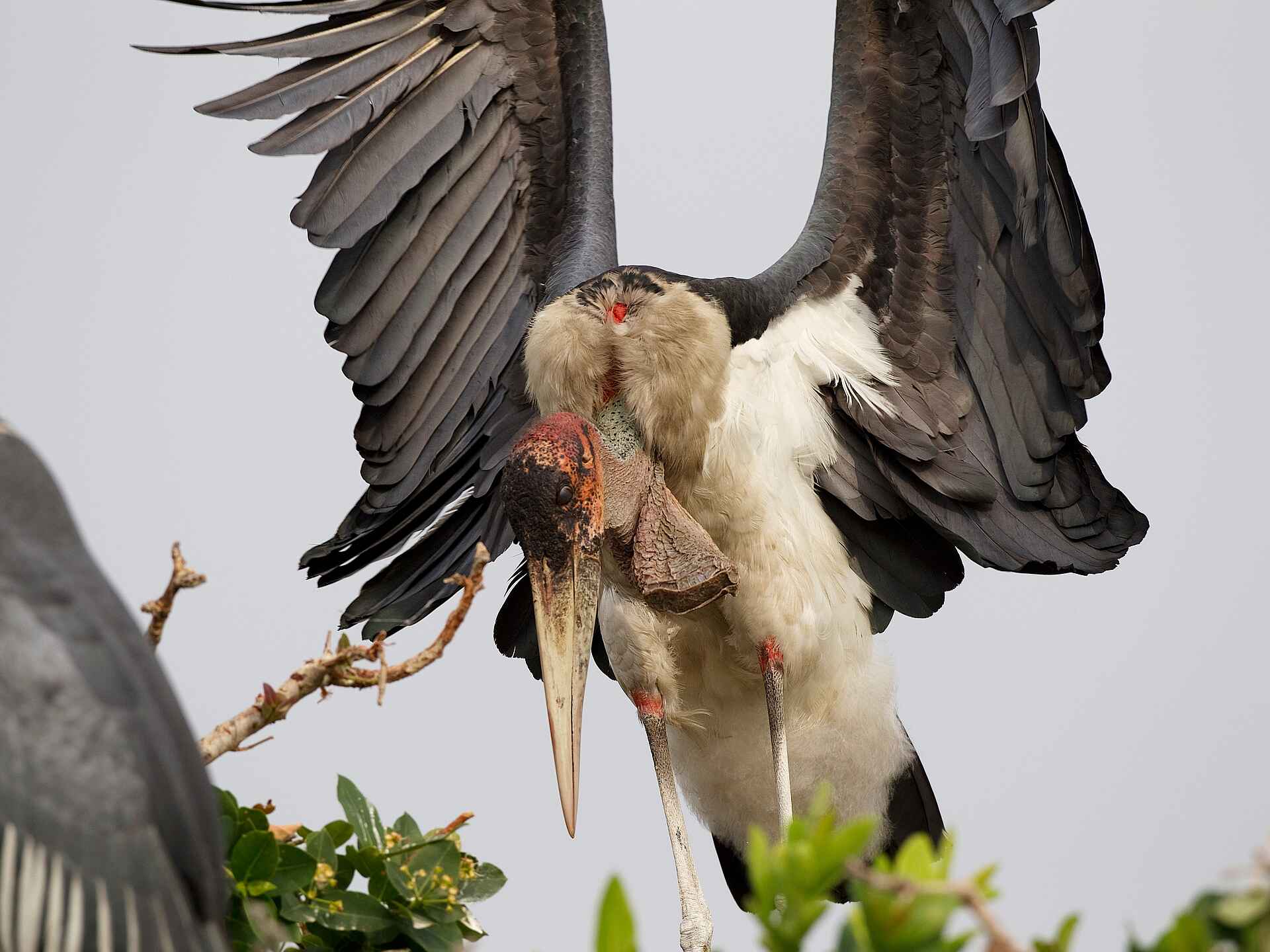 Shinde Lodge: Marabu