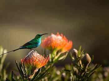 Simbavati Fynbos on Sea Lodge: Bird Watching Simbavati Fynbos on Sea Lodge: Bird Watching