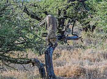 Sirikoi: Gepard im Sprung