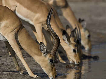 The Hide: Impalas am Wasserloch The Hide: Impalas am Wasserloch