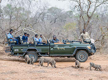 Thornybush Game Lodge: Warzenschweine vor einem Fahrzeug Thornybush Game Lodge: Warzenschweine vor einem Fahrzeug
