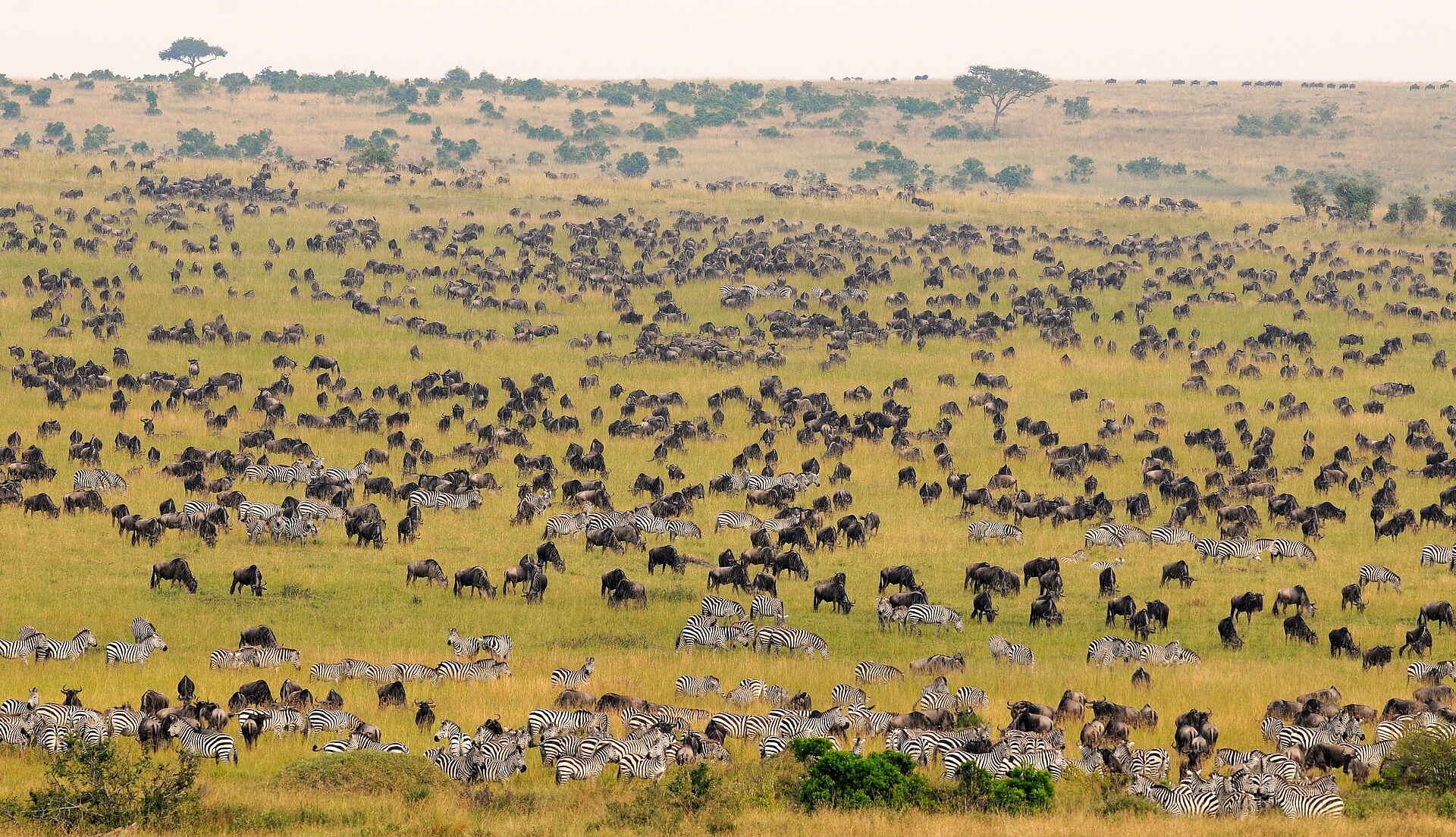 Tipilikwani Mara Camp: Migration Tipilikwani Mara Camp: Migration