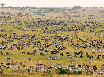 Tipilikwani Mara Camp: Migration