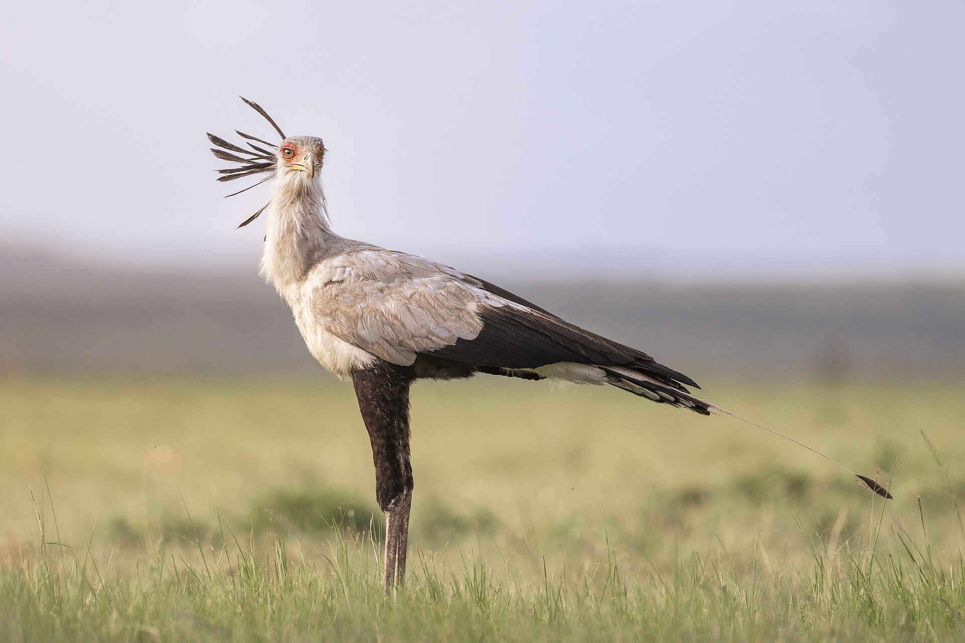 Wilderness Mara Camp: Sekretärvogel Wilderness Mara Camp: Sekretärvogel