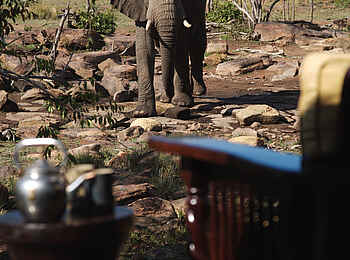 Makweti Safari Lodge: Ein Elefant vor dem Viewing Deck