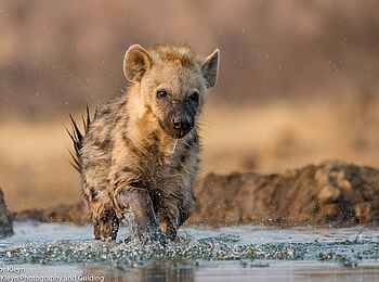 Mashatu Photographic Hide: Badende Hyäne