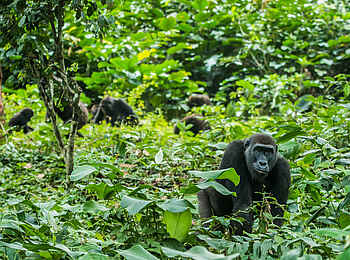 Ngaga Camp: Auf Pirsch im Unterholz