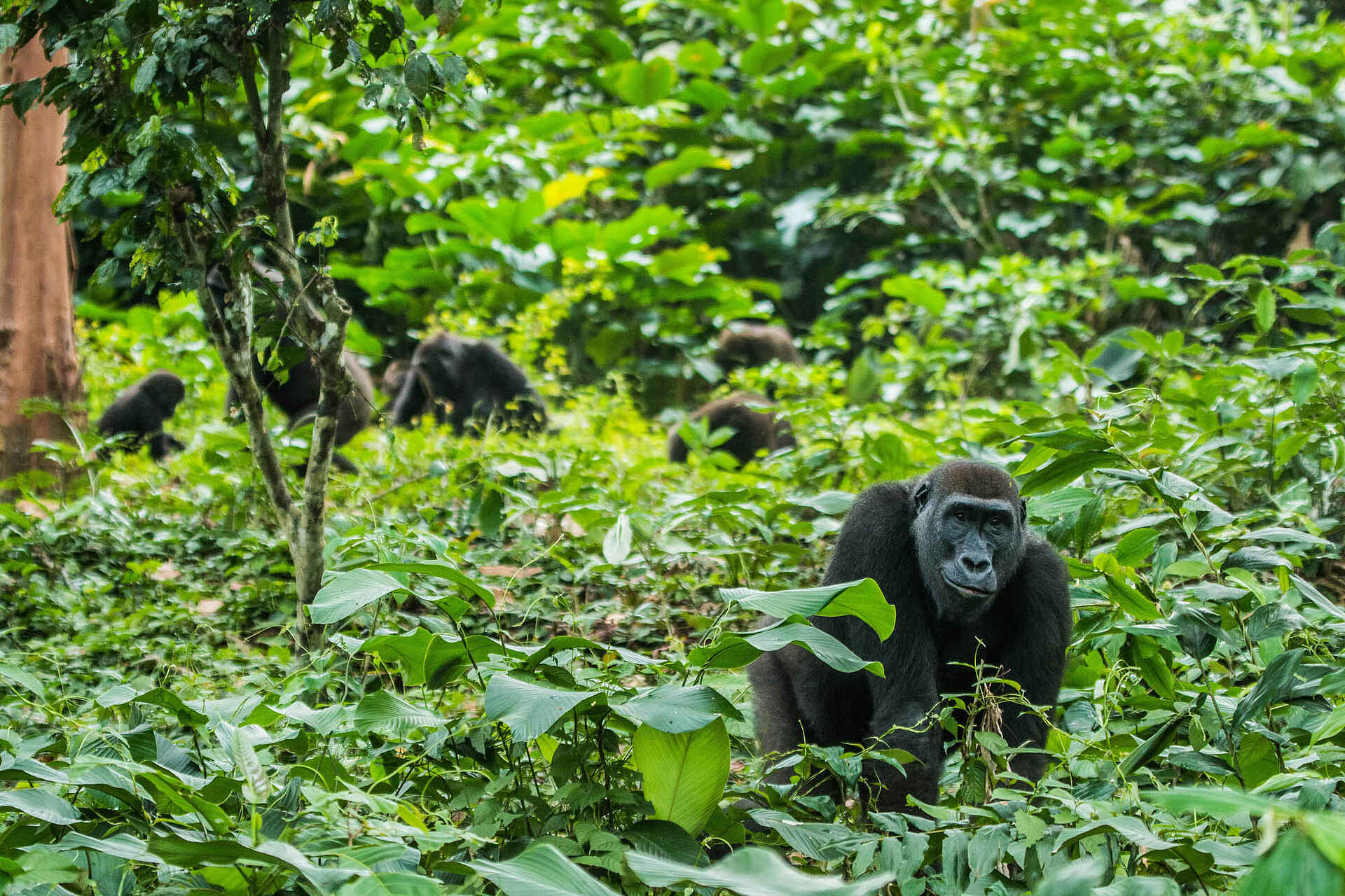 Ngaga Camp: Auf Pirsch im Unterholz